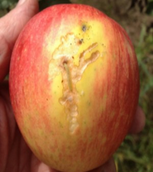 Figure 8 apple dd .jpg